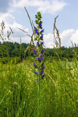 Viper 'ın böcek ilacı ya da yabani ot Echium vulgare doğal yeşil arka planda çayırda çiçek açıyor. Makro. Seçici odaklanma. Ön görünüm.