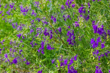 Vahşi Delphinium ya da Consolida Regalis, çatallanma ya da roket larkspur olarak bilinir. Tarla faresi, Ranunculaceae familyasının çiçek açan otçul bitkisidir. Parlak menekşe çiçekli floresan.