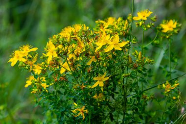 Hypericum perforatum sarı çiçeklerine yakın plan, bitkisel bir ilaç..