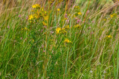 Hypericum perforatum sarı çiçeklerine yakın plan, bitkisel bir ilaç..