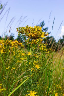 Hypericum perforatum sarı çiçeklerine yakın plan, bitkisel bir ilaç..