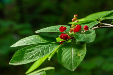 Festive Holiday Honeysuckle Branch with Red Berries Lonicera xylosteum.