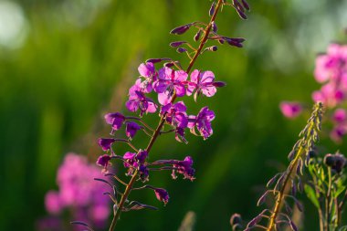 Çiçek açan muhteşem ateş otu Chamaenerion angustifolium akşam güneşi tarafından vurgulanır. Bir demet çiçek açan Rosebay Willoerbs.