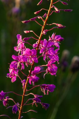 Çiçek açan muhteşem ateş otu Chamaenerion angustifolium akşam güneşi tarafından vurgulanır. Bir demet çiçek açan Rosebay Willoerbs.