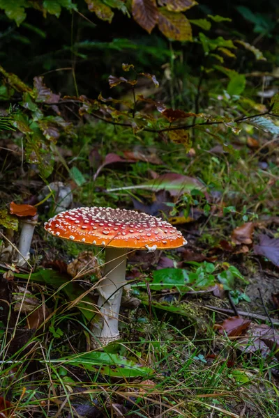 Close-up of a Amanita poisonous mushroom in nature. Fly amanita Amanita muscaria mushroom.