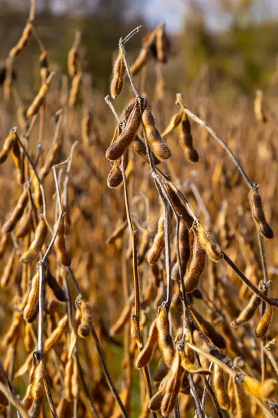 Soybean fields. Ripe golden-yellow soybean pods at sunset. Soybean field in the golden glow. Blurred background, shallow depth of field The concept of a good harvest. Macro.