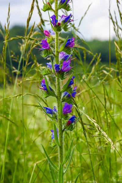 Viper 'ın böcek ilacı ya da yabani ot Echium vulgare doğal yeşil arka planda çayırda çiçek açıyor. Makro. Seçici odaklanma. Ön görünüm.