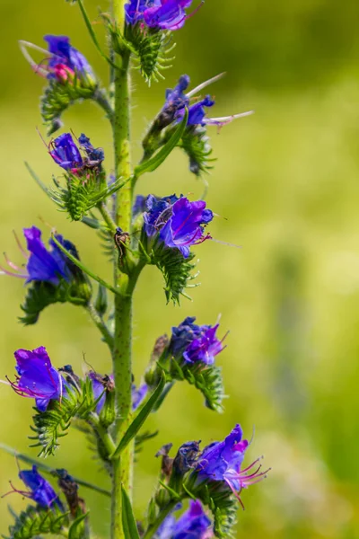 Stock image Viper's bugloss or blueweed Echium vulgare flowering in meadow on the natural green blue background. Macro. Selective focus. Front view.