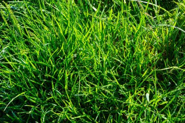 Yaz otlağındaki yeşil çimlerin arka planı.