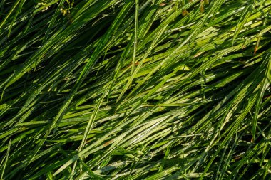 Parlak yeşil çimenlerin üzerine çiy damlalarının arka planı.