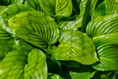 Yeşil yaprak dokusu. Yeşil yapraklı arka plan. Doğal arkaplan ve duvar kağıdı.