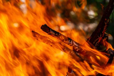Kömür ateşinin alevi. Pişirme ve ısıtma için toprak. Ormanda tehlike.