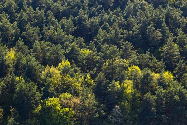 Aerial top view forest tree, Rainforest ecosystem and healthy environment concept and background, Texture of green tree forest view from above.