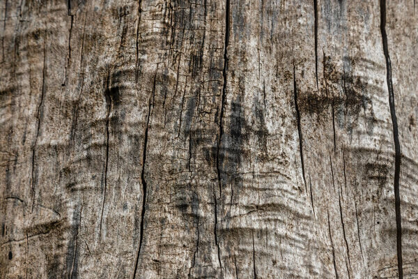 Wood Texture With Natural Pattern.