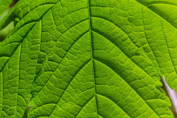 background texture green leaf structure macro photography.