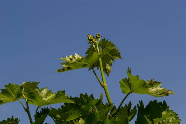 Baharda mavi gökyüzünün arka planında taze yeşil üzüm yaprakları.