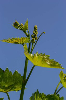 Baharda mavi gökyüzünün arka planında taze yeşil üzüm yaprakları.