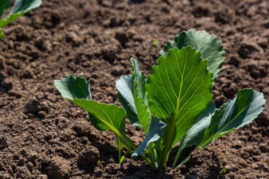 Genç lahana Filiz Sebze yatak.