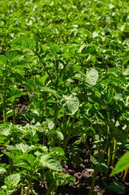 patates alan yeşil sürgünler patates ile.