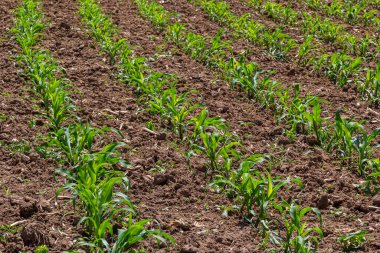 Güneşli bir günde tarlada yetişen genç mısır bitkileri. Seçici odak.