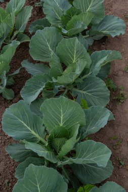 Genç lahana Filiz Sebze yatak.