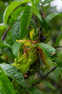 Şeftali yaprağı kıvırcık. Şeftali ağacının mantar hastalığı. Taphrina deformans. Şeftali ağacı mantar hastalığı. Seçici odaklanma. Konusu; hastalıklar, meyve ağaçları, haşere kontrolü. Kare .