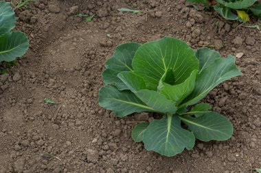 Genç lahana Filiz Sebze yatak.