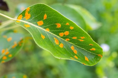 Armut yaprakları armut istilası altında..