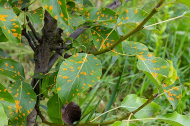 Armut yaprakları armut istilası altında..