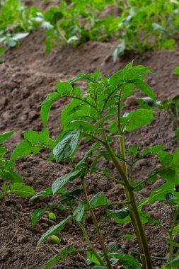 patates alan yeşil sürgünler patates ile.