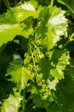 Baharda mavi gökyüzünün arka planında taze yeşil üzüm yaprakları.