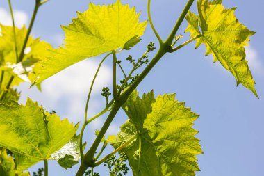 Baharda mavi gökyüzünün arka planında taze yeşil üzüm yaprakları.