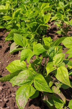 Kuru toprakta yetişen genç yeşil fasulye veya Fhaseolus vulgaris bitkilerine yakın çekim.