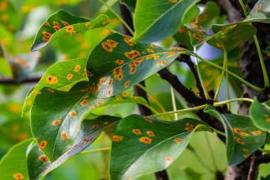 Armut yaprakları armut istilası altında..