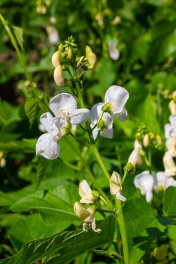 Bahçede yetişen Kaçak Fasulye Bitkisi Faz Koksinüsü 'nün güzel çiçekleri..