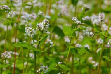 karabuğday çiçek sahada.