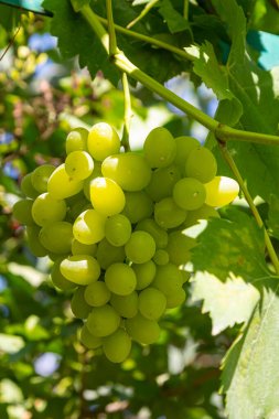 taze beyaz üzüm alanında demet.