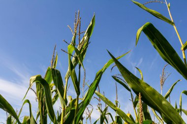 Yazın tarlada mısır koçanı.
