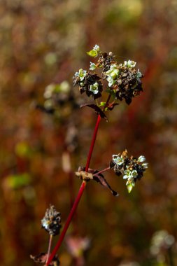 Ripe buckwheat plants on the field. Selective focus. Shallow depth of field.