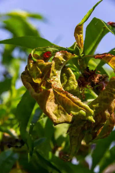 stock image Sick leaves on the peach tree. Taphrina deformans.