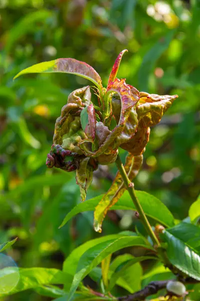 stock image Sick leaves on the peach tree. Taphrina deformans.