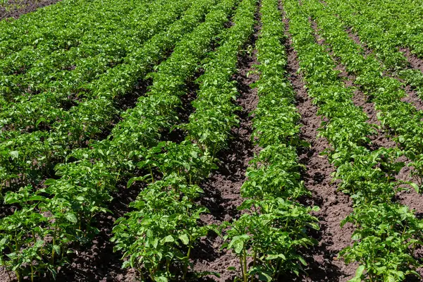 Potato field with green shoots of potatoes.