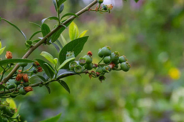 stock image Green blueberries, Vaccinium corymbosum, ripening fruit on a blueberry bush, close-up view .