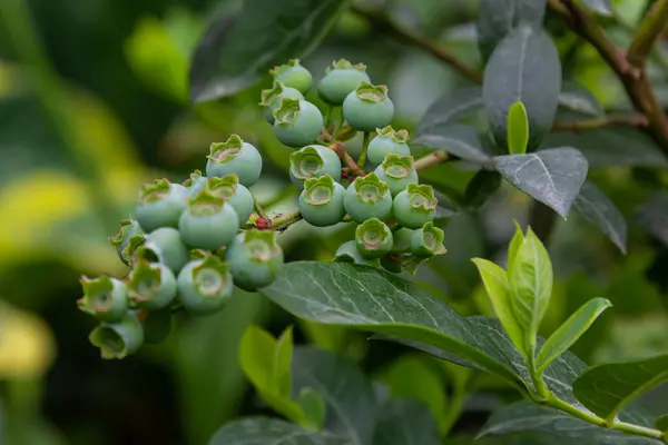 stock image Green blueberries, Vaccinium corymbosum, ripening fruit on a blueberry bush, close-up view .