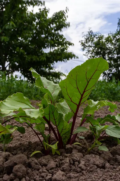 Leaf of beet root. Fresh green leaves of beetroot or beet root seedling. Row of green young beet leaves growth in organic farm. Closeup beetroot leaves growing on garden bed. Field of beetroot foliage.