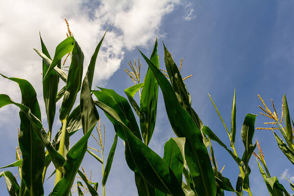 кукурузный початок на поле летом.