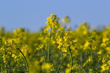 Açan kanola tarlası ve fırtınalı bulutlarla blu gökyüzü.