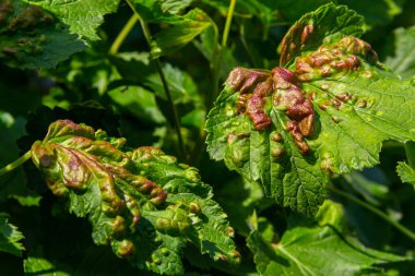 Kırmızı ve beyaz frenk üzümü hastalığı, Galyalı yaprak bitleri antrakburun enfeksiyonu. Üst taraftaki yeşil yapraklarda kahverengi kabarcıklar..