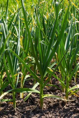 Bahçede taze soğan yetişiyor..