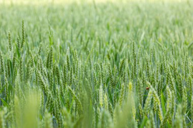 Yeşil buğday tarlası. Buğdaylı yeşil arka plan. Bir tarlada yetişen genç yeşil buğday fideleri. Olgunlaşmamış taze tahıl ve buğday yetiştirilen tarım tarlaları.